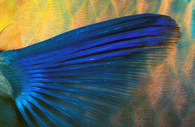 Parrotfish fin, close-up - GN00522