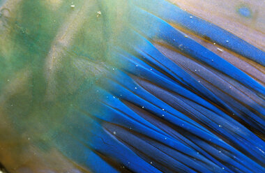 Parrotfish fin, close-up - GN00521