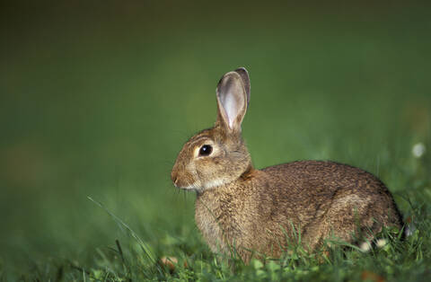 rabbit, lizenzfreies Stockfoto