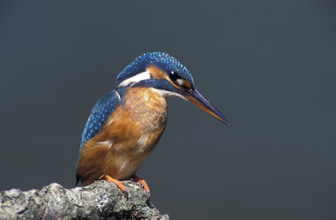 Eisvogel, Buntbarsch - EK00479