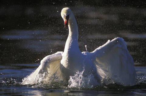 Wild swan, lizenzfreies Stockfoto