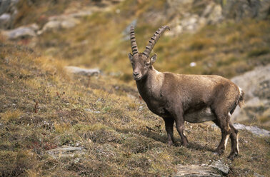 Capra ibex - EK00475