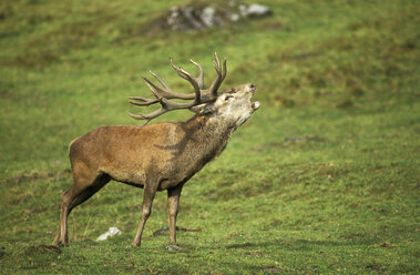 Red deer - EK00473