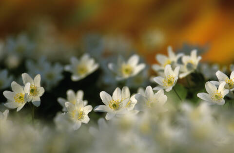 Anemone sylvestris stock photo