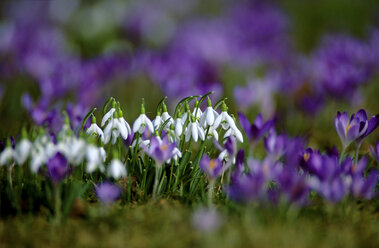 Crocus field with snowdrops - EK00460