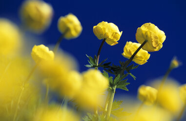 Globeflower, Trollius europaeus - EK00457