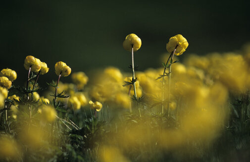 Kugelblumen, Trollius europaeus - EK00448