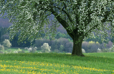 Pear Tree, spring time - EK00445