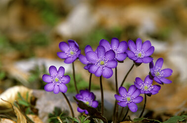 Leberblümchen, Hepatica nobilis - EK00442