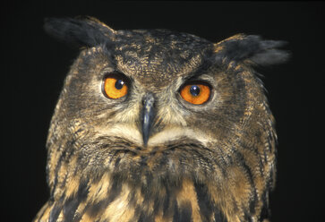 Eagle owl, Bubu bubu - EK00423