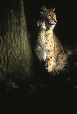Felis lynx, lizenzfreies Stockfoto
