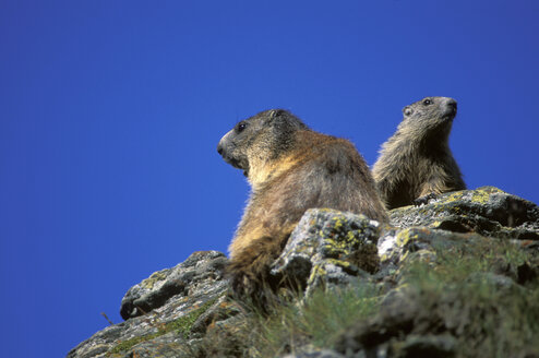 alpenmurmeltier, Marmota marmota - EK00367