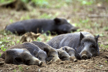 Sus scrofa Linnaeus, wild boars - EK00354