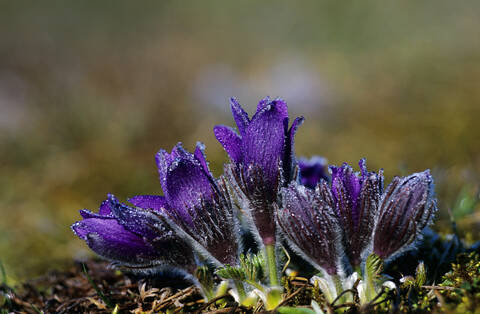 Pasqueflower (Pulsatilla vulgaris) stock photo