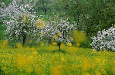 Kirschblütenbäume auf einer Wiese - EK00346