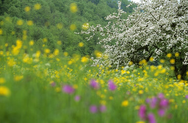 Kirschblüte auf der Wiese - EK00345