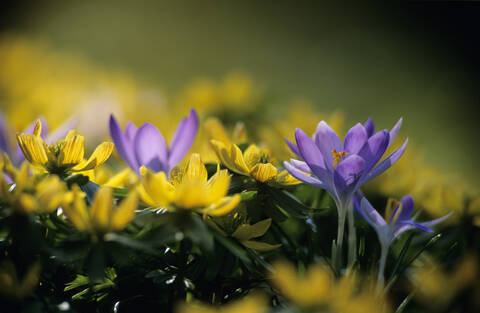 Crocus, lizenzfreies Stockfoto