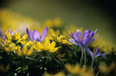 Crocus - EK00340