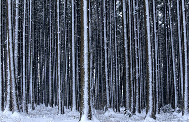 Deutschland, Bayern, Blick auf verschneiten Wald - EK00331