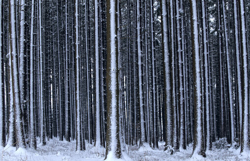 Deutschland, Bayern, Blick auf verschneiten Wald - EK00331