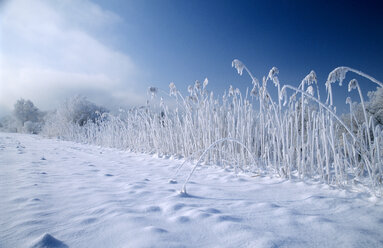 Deutschland, Bayern, Kochelmoos, gefrorenes Feld auf schneebedeckter Landschaft - EK00329