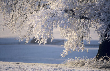 Deutschland, Bayern, schneebedeckter Baum in Landschaft - EK00327