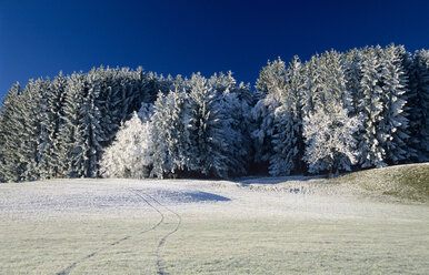 Deutschland, Bayern, schneebedeckte Bäume im Wald - EK00326