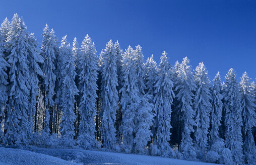 Deutschland, Schwarzwald schneebedeckte Bäume - EK00324