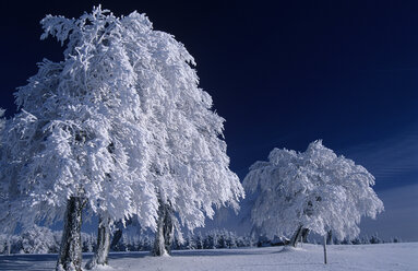 Deutschland, Schwarzwald schneebedeckte Bäume - EK00323