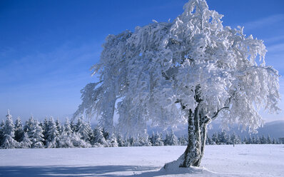 Deutschland, Schwarzwald schneebedeckte Bäume - EK00320