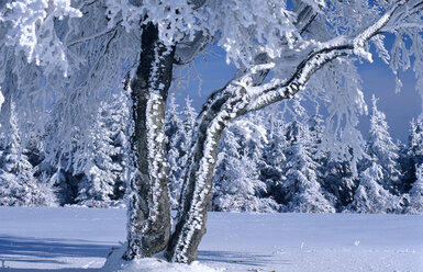 Deutschland, Schwarzwald schneebedeckte Bäume - EK00310