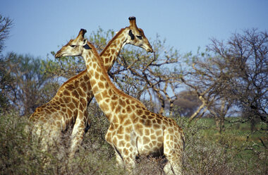 Südafrika, Kwazulu Natal, zwei Giraffen - 00966MS