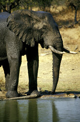 Südafrika, Kruger Park, Elefant am Wasserloch - 00963MS