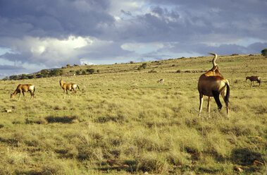 Südafrika, Ostkap, Bergzebra-Nationalpark - 00962MS