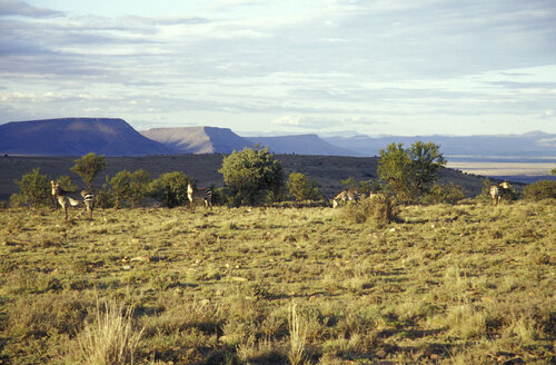 Mountain Zebra National Park, Cradock, Große Karoo, Ostkap, Südafrika - 00961MS