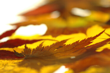 Autumn leaves, close up - 00961AS