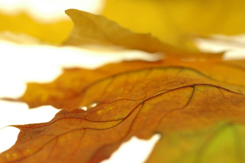 Herbstblätter, Nahaufnahme - 00959AS