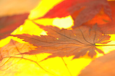 Maple leaves, close up - 00958AS