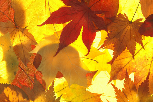 Herbstblätter, Nahaufnahme - 00957AS