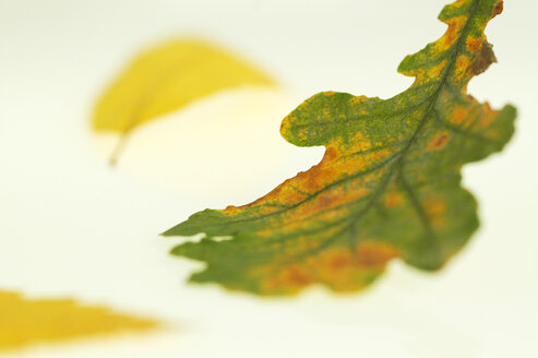 Oak leaf - 00948AS