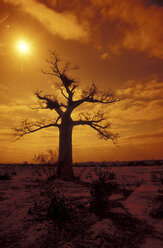 Südafrika, Musina, Limpopo, Baobab Tree - 00947MS