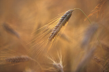 barley - 00481MR