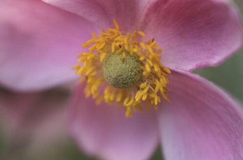 Rosa Blüte, Nahaufnahme - 00377CR