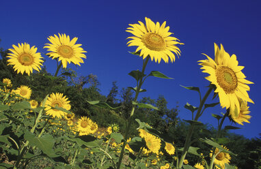 Italy, Tuscany, Sunflowers - 00293GS