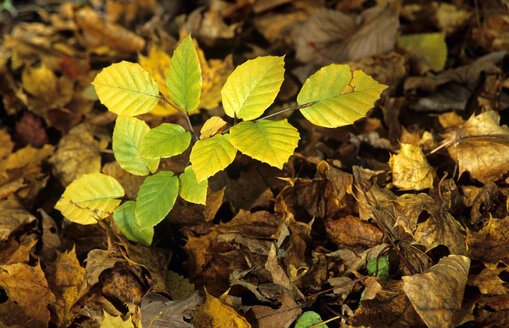 Beech twig in autumn foliage - 00266EK