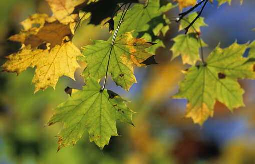 Maple leaf at autumn, close up - 00262EK