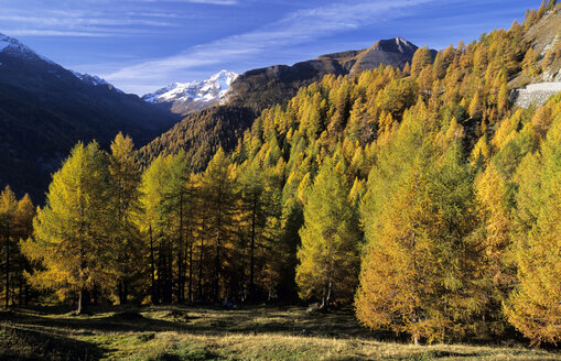 Lärchen im Nationalpark Hohe Tauern, Österreich - 00261EK