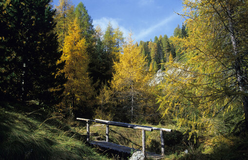 Austria, Hohe Tauern National Park, Larches in autumn - 00260EK