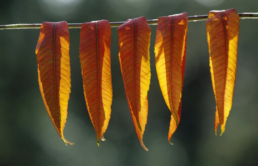 Blätter des Stachelsumach (Rhus typhina), Nahaufnahme - 00258EK