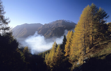 Austria, Hohe Tauern National Park, Larches forest - 00256EK